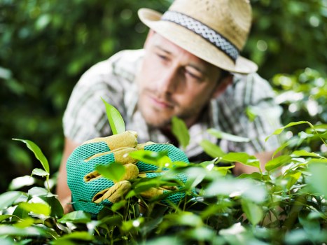 Estate garden maintenance with structured lawns and planting