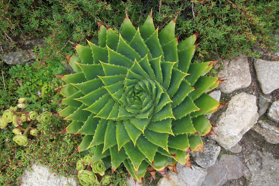 Designing a drought tolerant planting plan for UK gardens