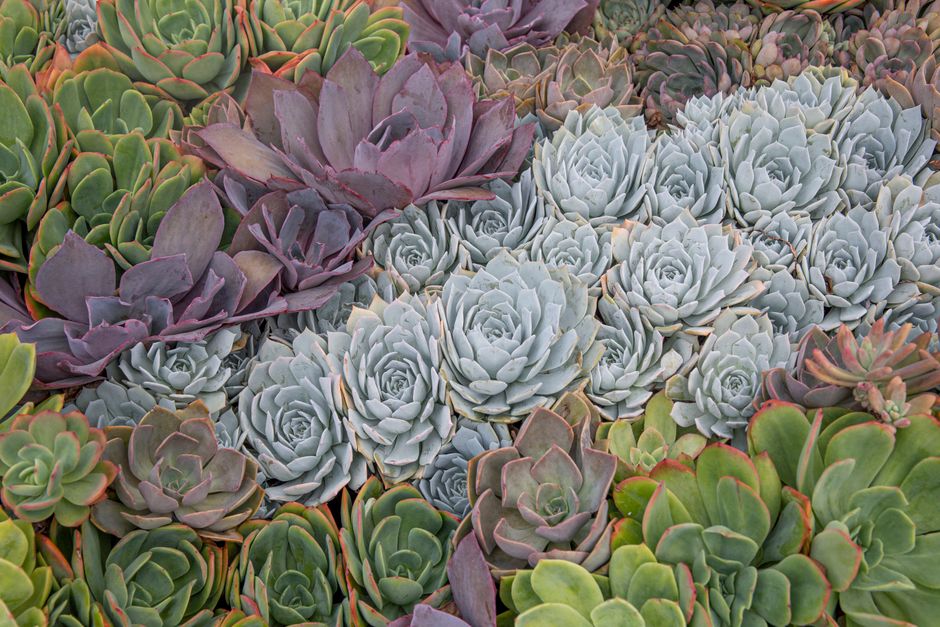 A top-down view of a large, rosette-shaped succulent plant with thick, pointed, vibrant green leaves edged with reddish-brown tips, situated in a garden bed with surrounding low-growing greenery and s