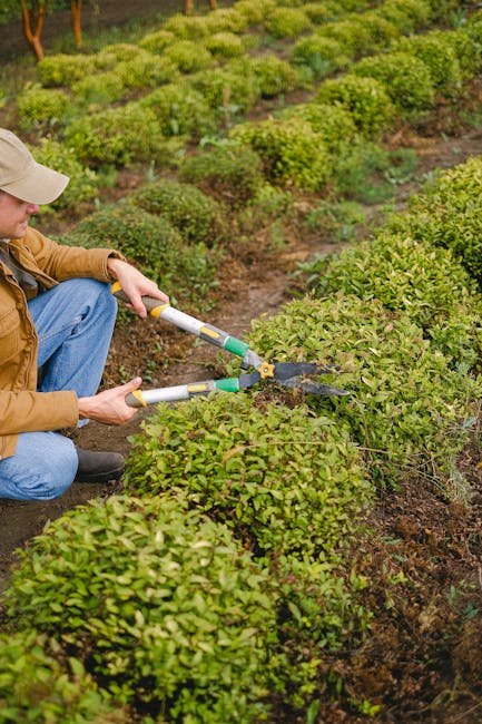 Pruning schedule for healthy flowering shrubs and trees