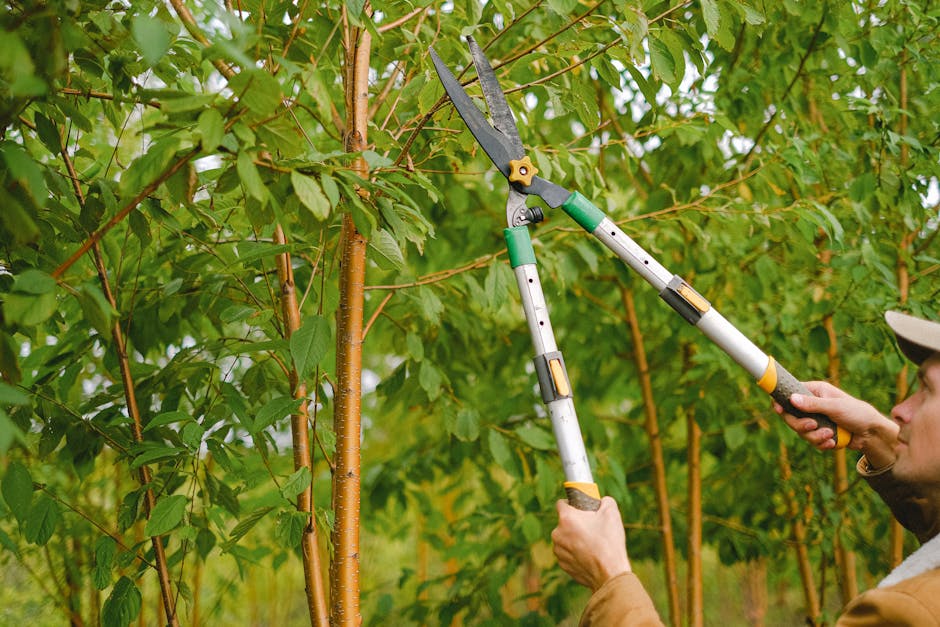 A gardener crouching beside a row of neatly trimmed, rounded evergreen bushes in a garden bed, using long-handled pruning shears to trim the plants. The garden features a well-maintained lawn with fre